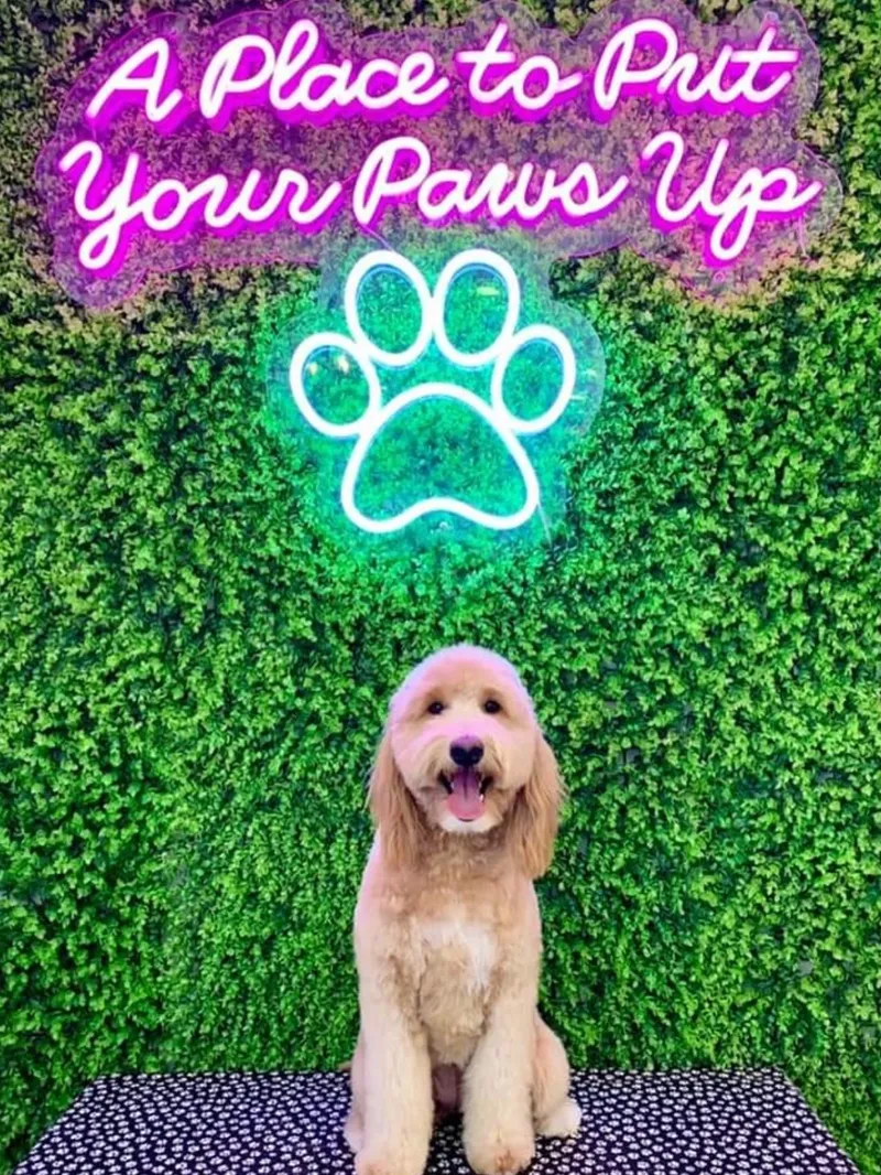 A dog sits below neon signs reading A Place to Put Your Paws Up and a green paw print outline on a hedge wall.
