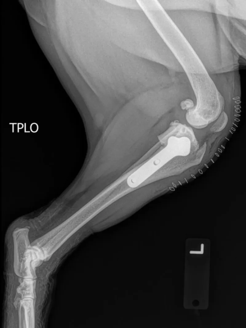 An X ray of a canine hind leg showing a surgical plate and screws from a TPLO procedure on the tibia.
