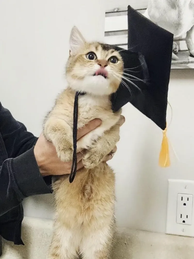 A fluffy brown tabby kitten wearing a crooked graduation cap while being held up and licking its mouth.