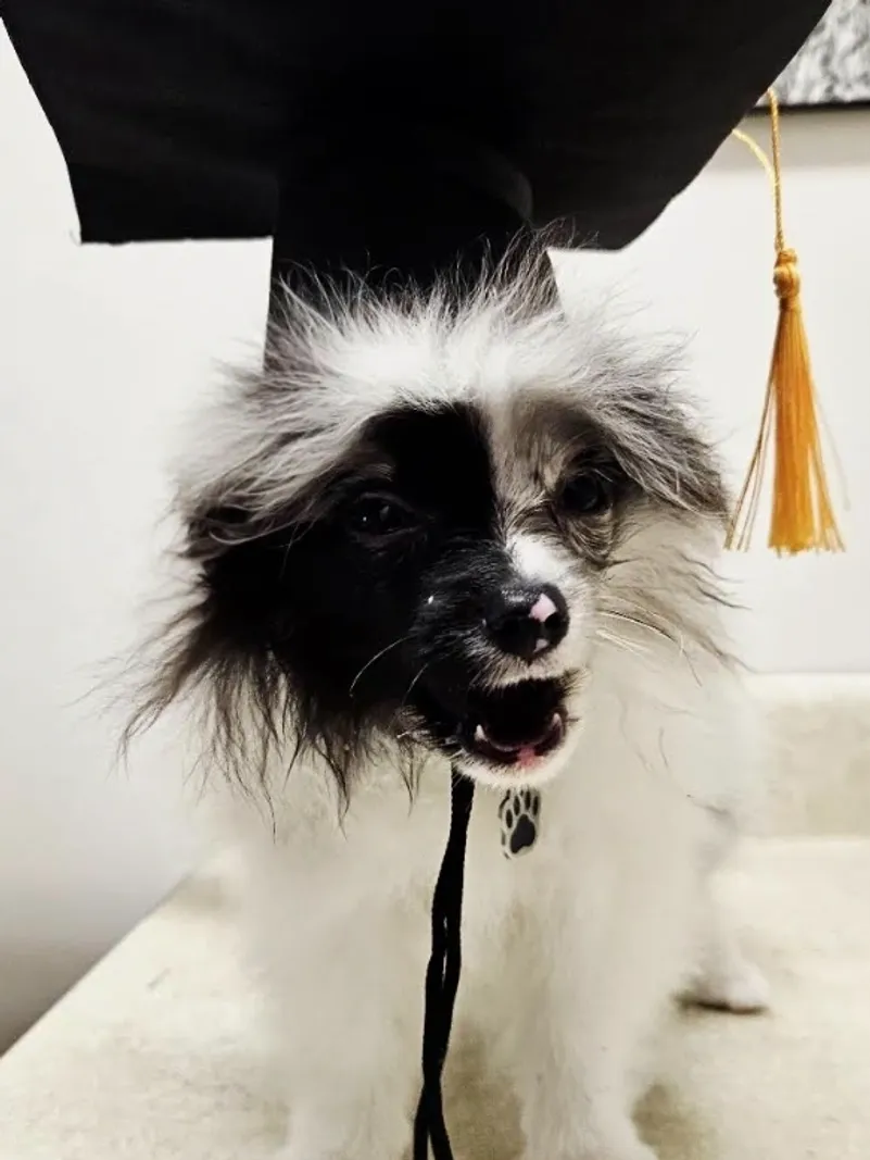 A small black and white long-haired dog wearing a black graduation cap with a yellow tassel.
