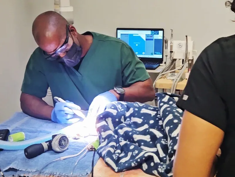 A vet works on a dog wrapped in a bone-print blanket next to a coworker, dental tools, and a computer monitor.