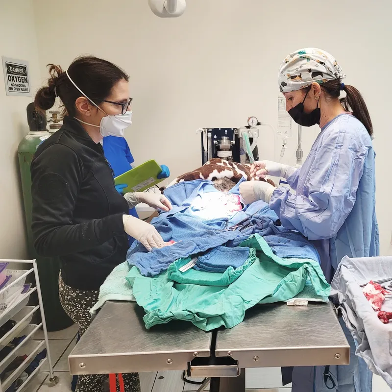 Two veterinary surgeons wearing masks and gloves perform a surgical procedure on an animal in a clinic.