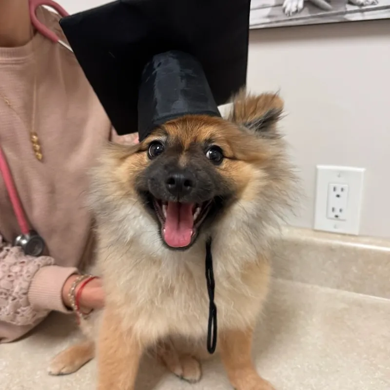 A golden dog wearing a mortarboard cap and an inflatable e collar has its eyelids held open for an eye exam.