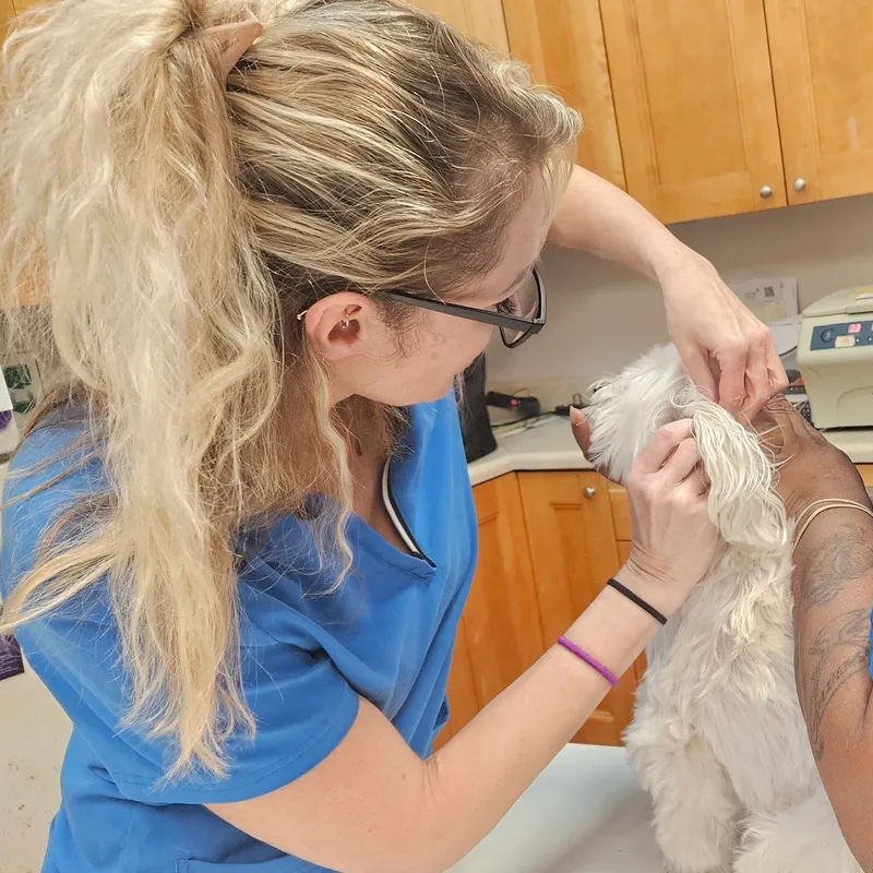 A veterinary assistant in blue scrubs examines a small white dogs ear in front of wooden cabinets.