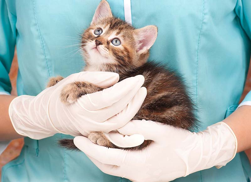 kitten getting vet care.