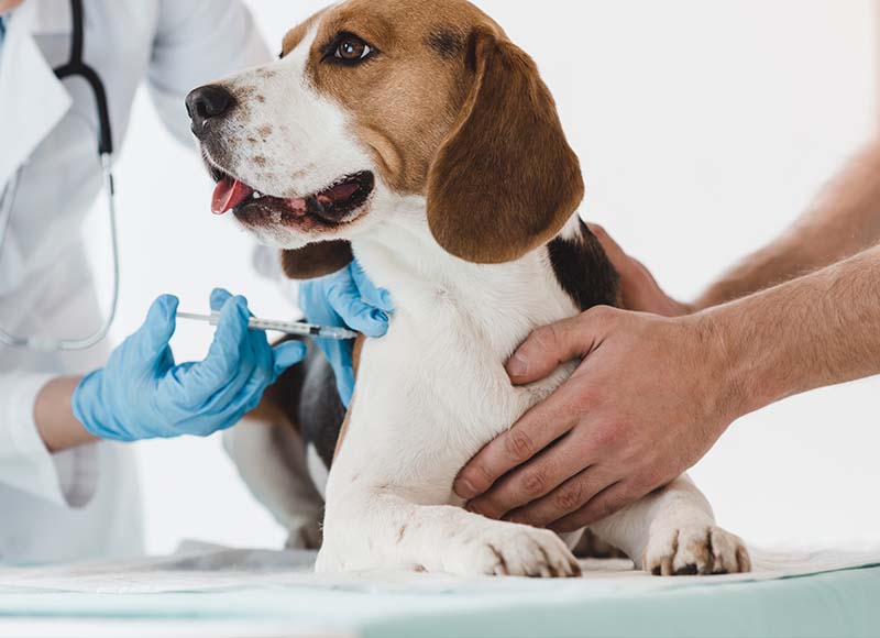 dog getting a vaccination