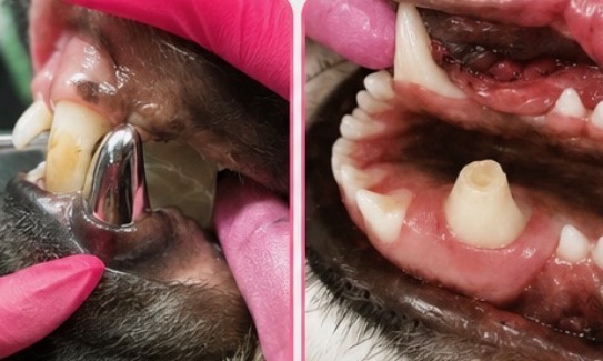 Screenshot dental work on dogs