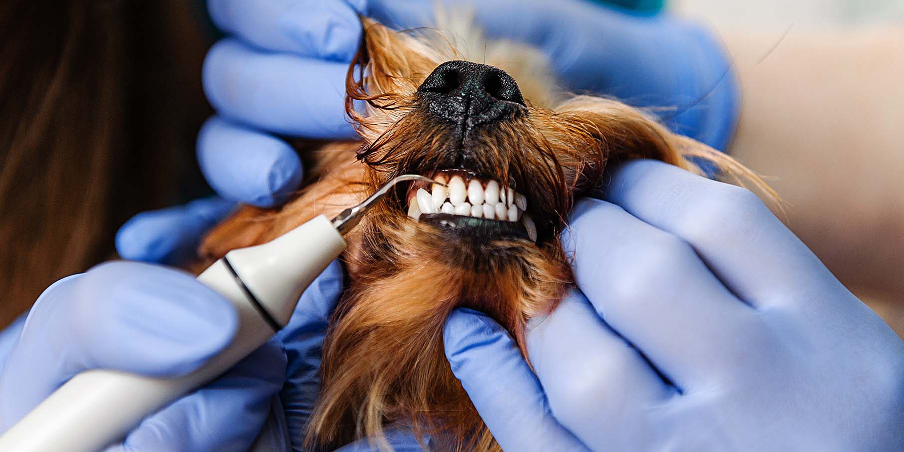 dental-care-fort-lauderdale dog getting a dental cleaning in Fort Lauderdale