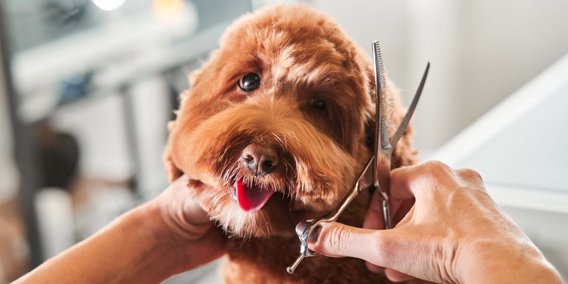 dog getting groomed in Fort Lauderdale