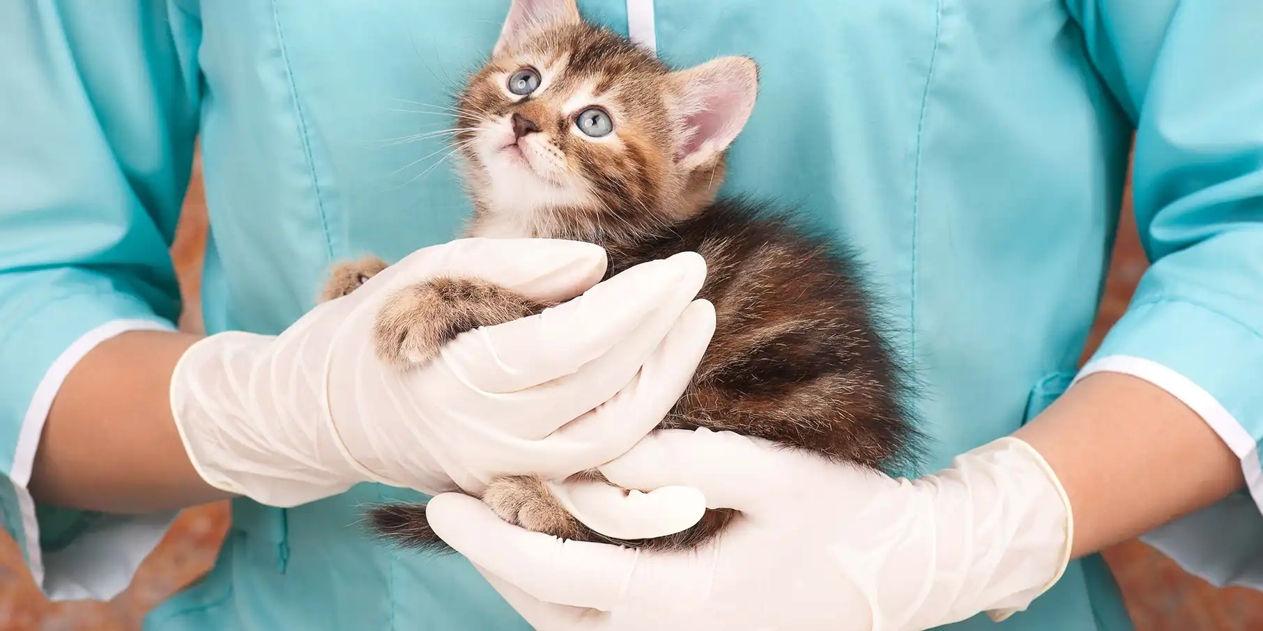kitten-care-main-Image kitten receiving veterinary care in Fort Lauderdale